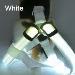 Hundsele - LED - blinkande / glödande ljus - nattsäkerhet