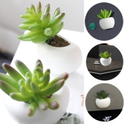 Dekorativa kylskåpsmagneter - bord / skrivbordsdekoration - kaktus - orkidé