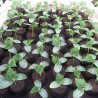 Soil block - peat for planting plants - 8 piecesGarden