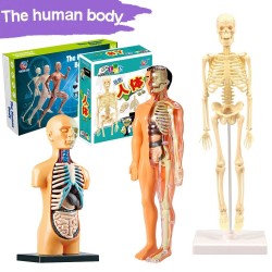 Människans bål / skelett - modellanatomi - medicinska inre organ - för undervisning