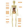 Människans bål / skelett - modellanatomi - medicinska inre organ - för undervisning