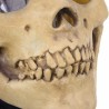 Skull - fullt ansikte latex mask för halloween